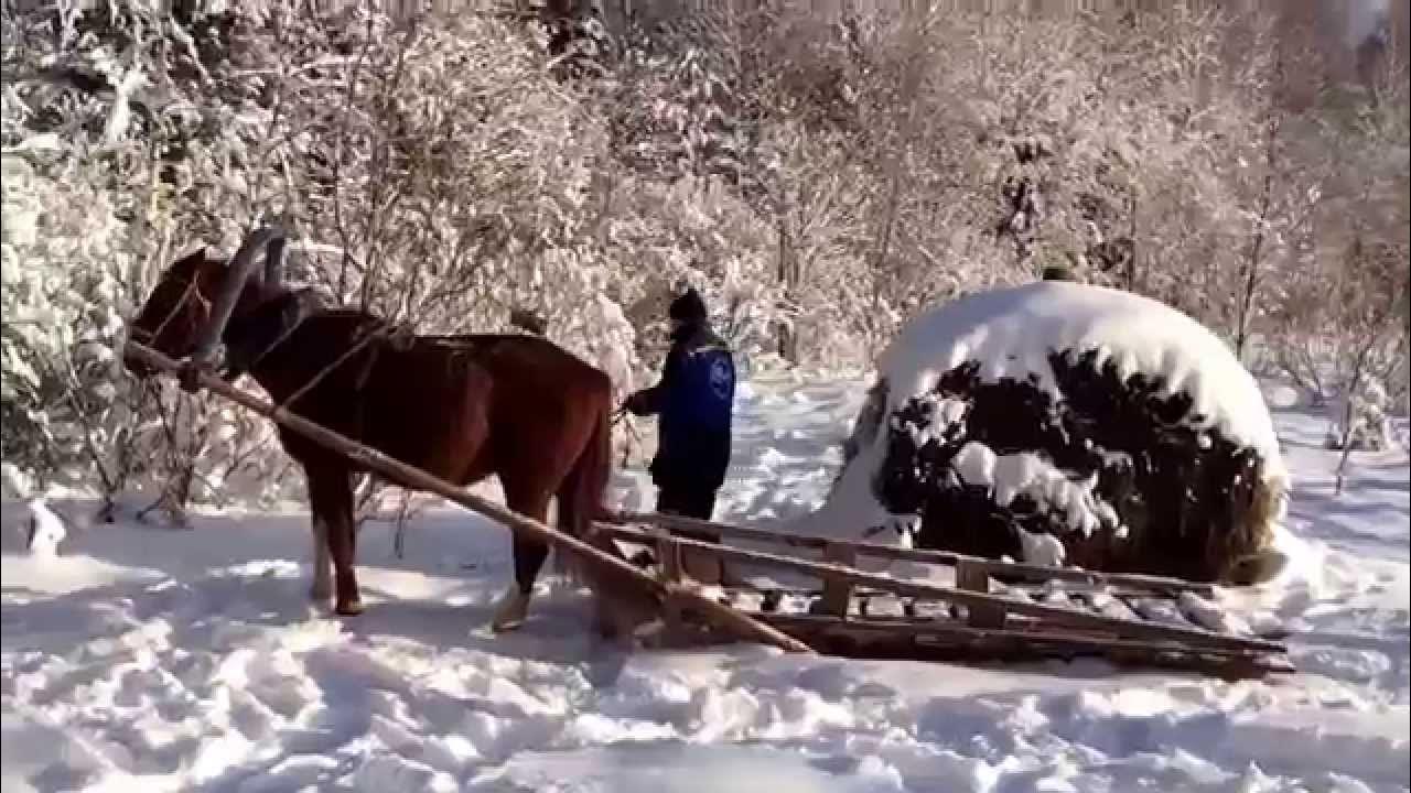 Лошади сани деревья бык
