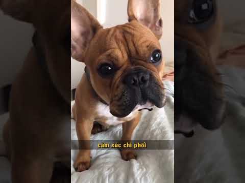Video: Tại sao con chó của tôi nấc cục tất cả thời gian?