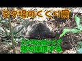 【狩猟】Vol.12 前編 ヌタ場でのくくり罠解説 ヌタ場に通うイノシシを罠で捕獲する ※止め刺し、出血シーンあり注意(有害鳥獣捕獲) 【わな猟】