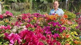 Hoa giấy xinh đẹp, nhiều loại chào bán giá bình dân bao phí toàn quốc ☎️0777.035.760 Thanh Trúc