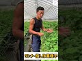 いちごのランナー指し作業様子 #shorts