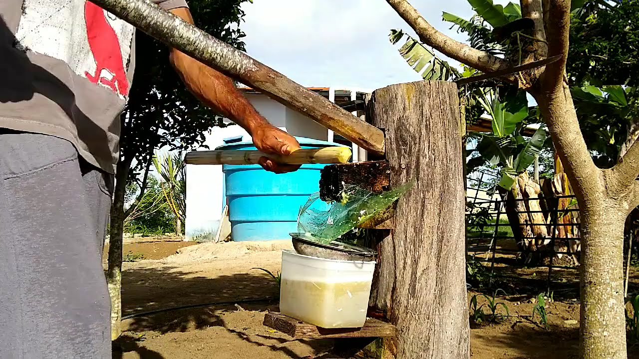 espremendo cana no suvaco feito de troco de madeira