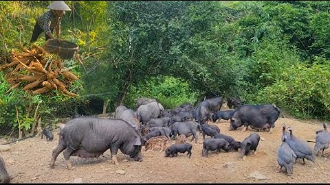Dig up giant cassava tubers and carry them home to feed the pigs.