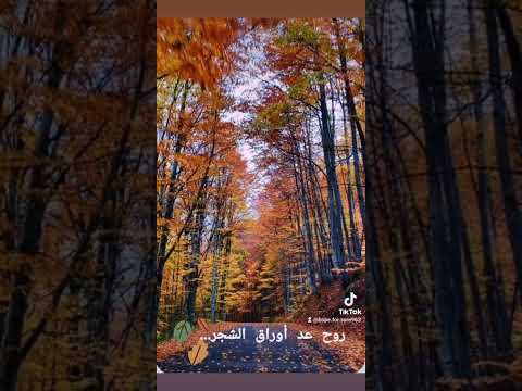 روح عد أوراق الشجر وردة
