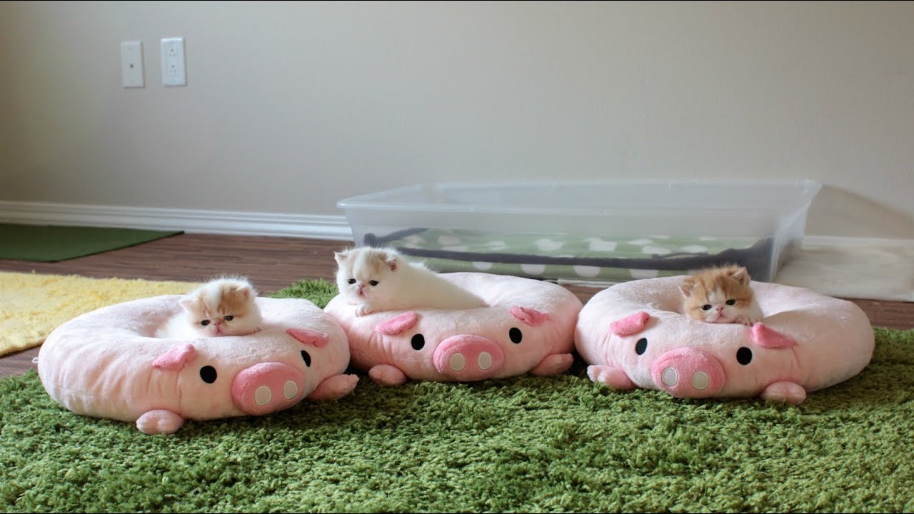 Three Piglet Kittens