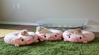 Three Piglet Kittens