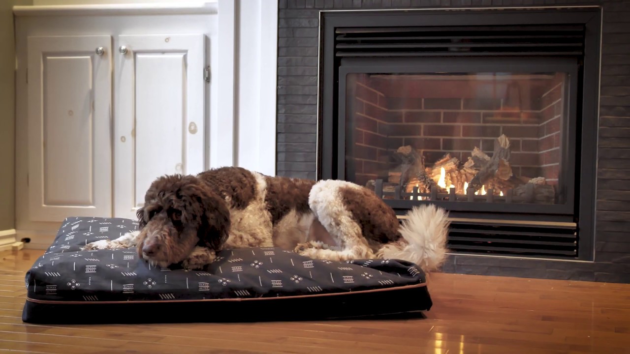 Why dogs love our memory foam beds - YouTube