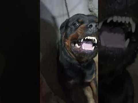 X Academy Rootwiller The Wolf الكلب الروت وايلر الذئب 