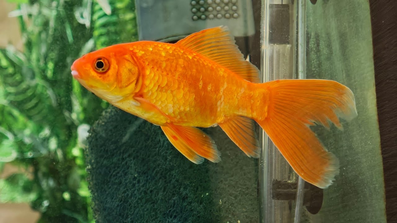 Красота рыбок в аквариуме. Красота рыбок в аквариуме.