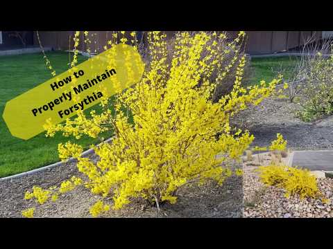 Video: Forsythia Intermediate (33 Mga Larawan): Paglalarawan Ng Mga Shrub Na 