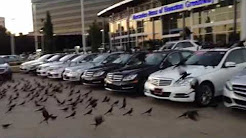 "The Birds" at Mercedes-Benz of Houston Greenway, MERCEDES-BENZ GREENWAY(HOUSTON TEXAS), MB of Houston Greenway, 2012 Mercedes-Benz G-Class - Houston TX, 2014 Mercedes-Benz SLK-Class - Houston TX, Innovativer Service für Ihren Mercedes-Benz bei Beresa