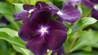 FLOR DE VINCA NA COR MAIS LINDA QUE JÁ VI E PLANTEI - thptnganamst.edu.vn