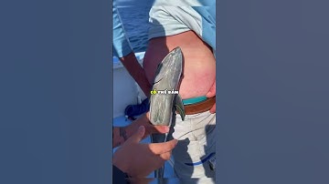 Loài cá này có thật sự hút sạch sức lực con người❗😱