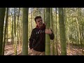 Bambou du jour  le phyllostachys edulis