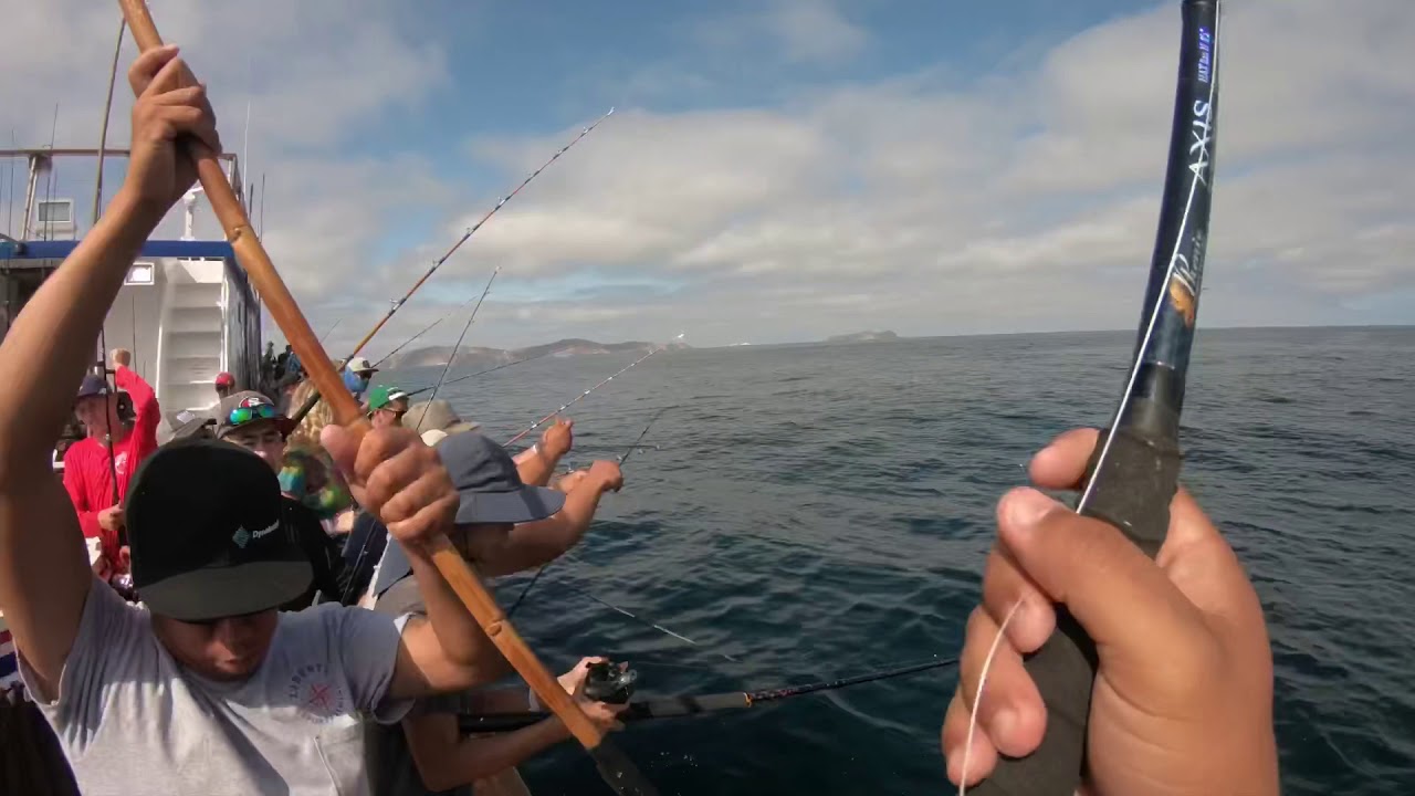 YELLOWTAIL ! FISHING ! San Diego YouTube