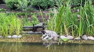 Пруд с биоплато с карпами Кои и Карасями/A pond with a bio plateau with Koi and Carp