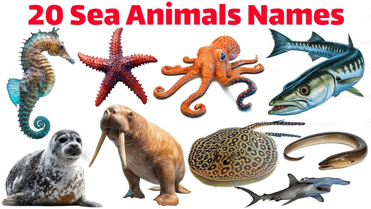 20 Sea Animals Names for Kids | Learn 20 Ocean Creatures in English ...