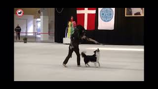 Winner Nordic champion 2022 in Heelwork to music. by The dancing Border Collies 490 views 1 year ago 4 minutes, 34 seconds