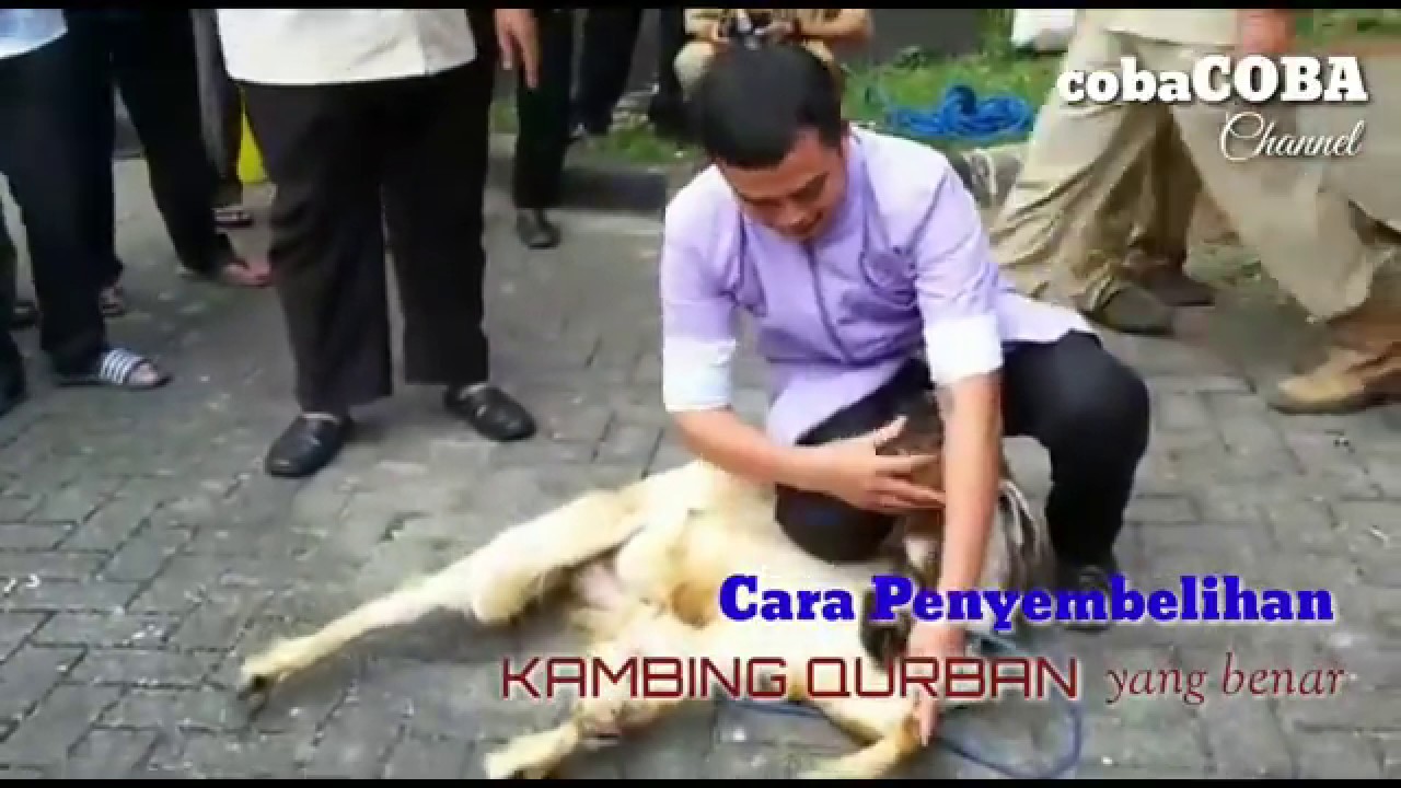 Tips Cara Menyembelih Kambing Qurban Yang Benar 
