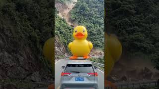 Giant Duck Rolls on Landslide zone #asmr #nature #himalayantrip #travel #crestedduck #birdlife