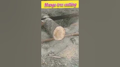 Can you grow a mango tree from cutting? #viral #short #cutting #cutebaby