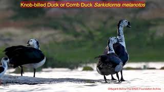 Comb duck or Knob-billed Duck | เคจเคเคเคพ