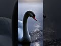 Two souls, one silent promise. 🦢🤍 #Souls #Promise