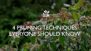 4 Pruning Techniques Everyone Should Know Net Worth
