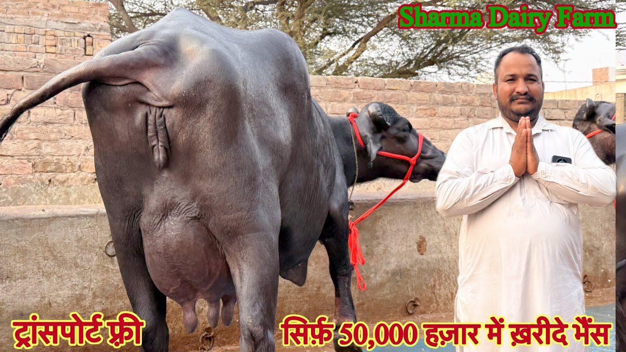 सिर्फ़ 50,000 हज़ार में ख़रीदे ✅14 से 17 लीटर दूध तैयार की 🏆टॉप की मुर्रा झोटिया 😱ट्रांसपोर्ट फ़्री 