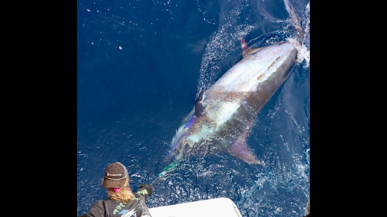 Cape Verde 900lb+ Atlantic Blue Marlin