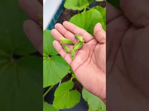 Wideo: Nie kwitnące rośliny dyni: dowiedz się, jak zakwitnąć na dyniach