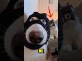 Dog is an Expert Thief? 🐶😂