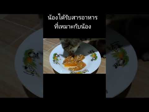 อาหารแมวเปียก ทำเองที่น้อง ผิง โน โร่ ชอบมาก