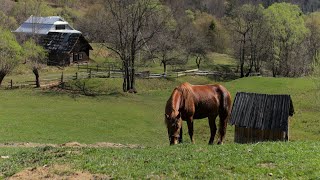 Beyond Civilization: The Heartwarming Story of a Large Family in the Mountains in Springtime