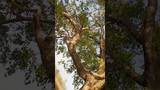 #that #nature 🌿🍃#love #ihavethisthingwithplants peepal tree