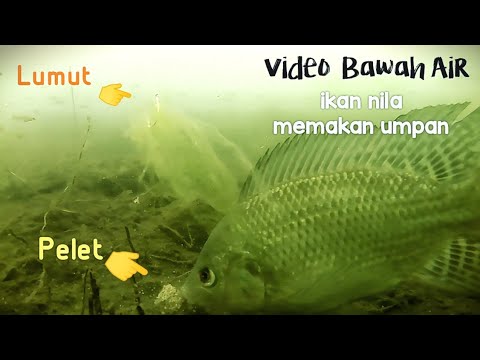 Cara ikan Nila liar memakan umpan Pelet di Waduk Wadaslintang