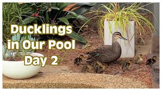 Ducklings in Our Pool - Duck Tales Day 2 by Gavin and Kim 411 views 5 months ago 12 minutes, 58 seconds