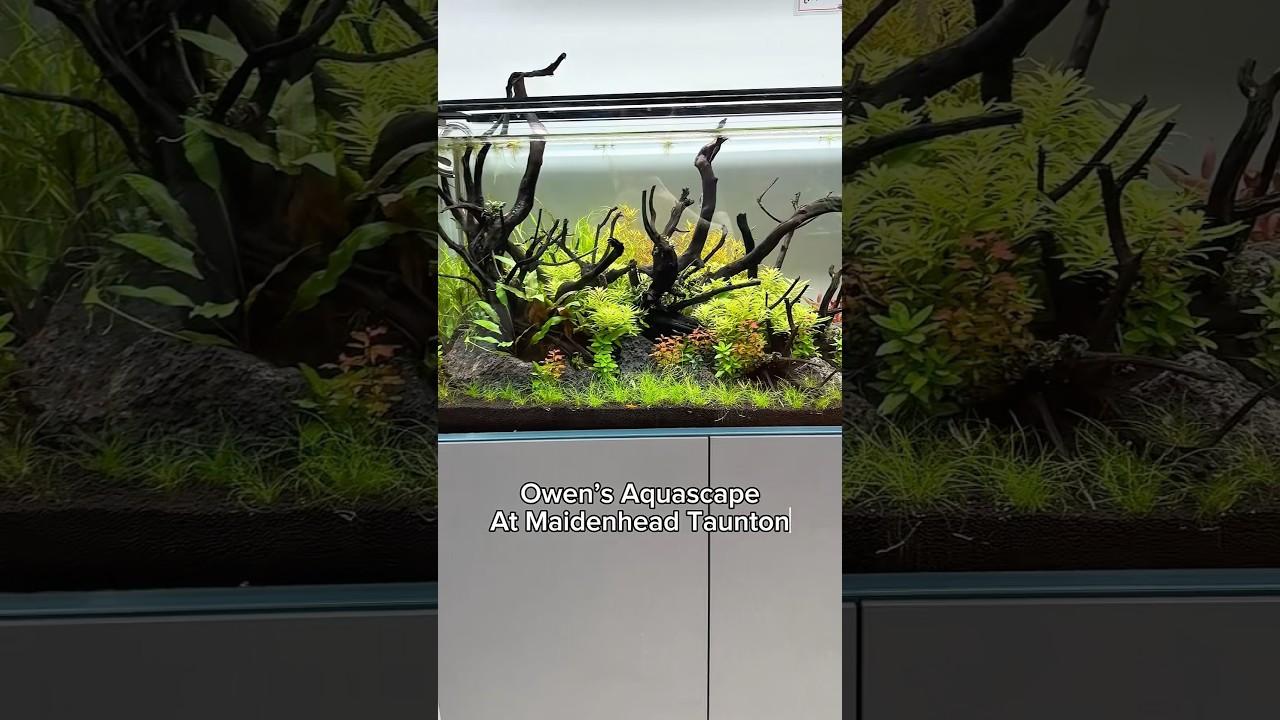 Wow look at this aquascape!