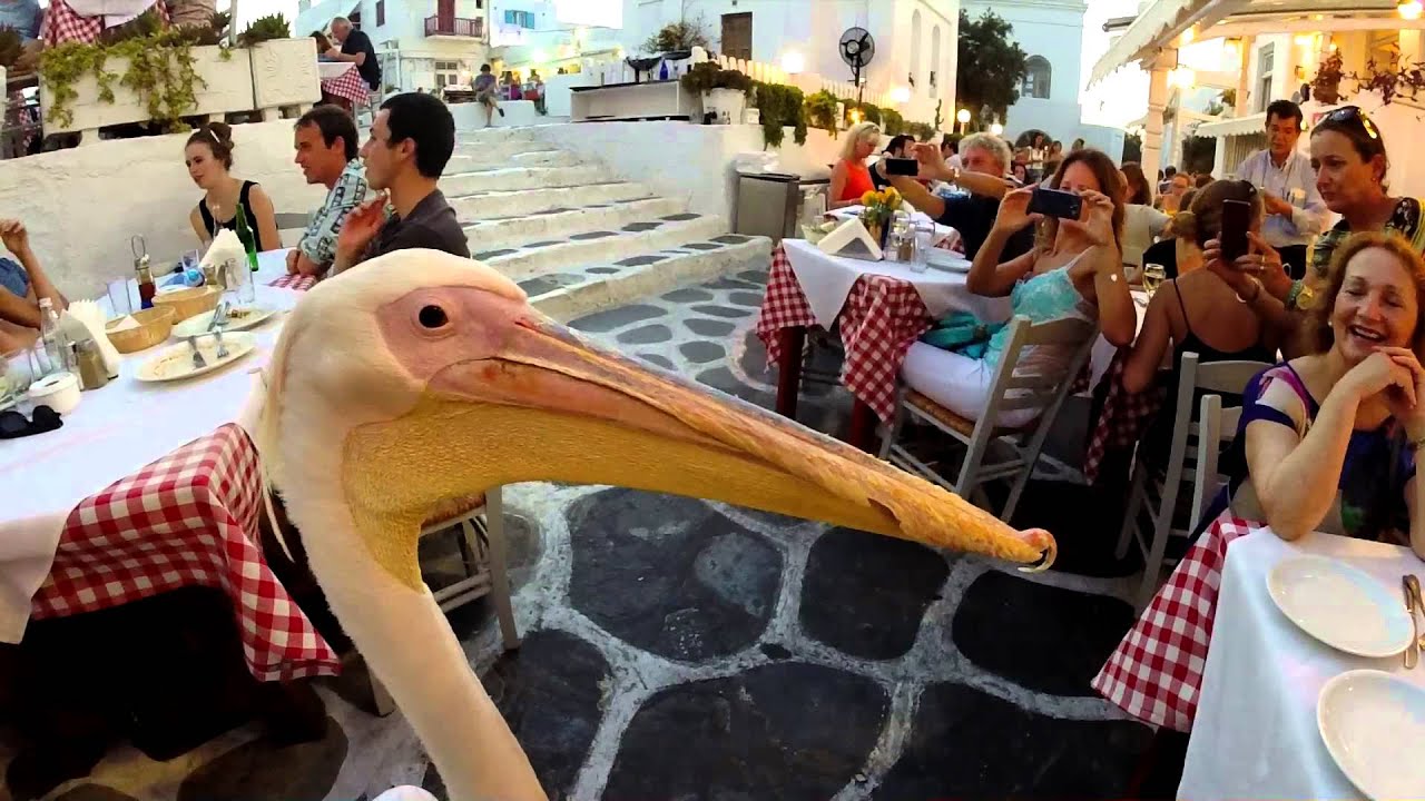 Petros the Pelican of Mykonos - YouTube