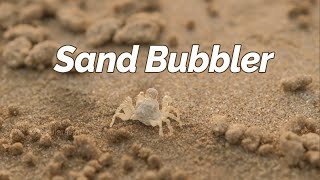 Sand Bubbler Crab | Nature&#39;s Sand Artist