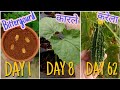 How to grow Bittergourd/ करेला/ कारले/ Karela/ Karle in pot from seed to harvest (62 Days Update)