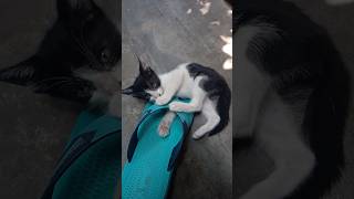 Kitty Play #pets #shortvideo