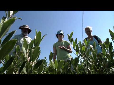 Black Mangroves Invasion: Mangroves make their way...