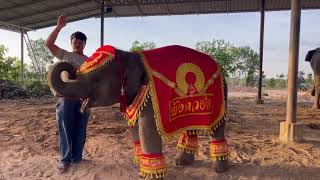 แต่งตัวมาดแมน หุ่นปานดาราโก้🥰🐘 นักเรียนน้อย งัดถั่งงัดโชว์วันเกิด สับๆๆ ครูภูมิใจในตัวหนูมาก