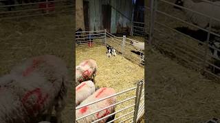 lambing up date from the farm sheep!