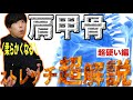 肩甲骨『超』硬い人向け！体を柔らかくするストレッチ【10分一緒に画面を観ながら】shoulder stretch
