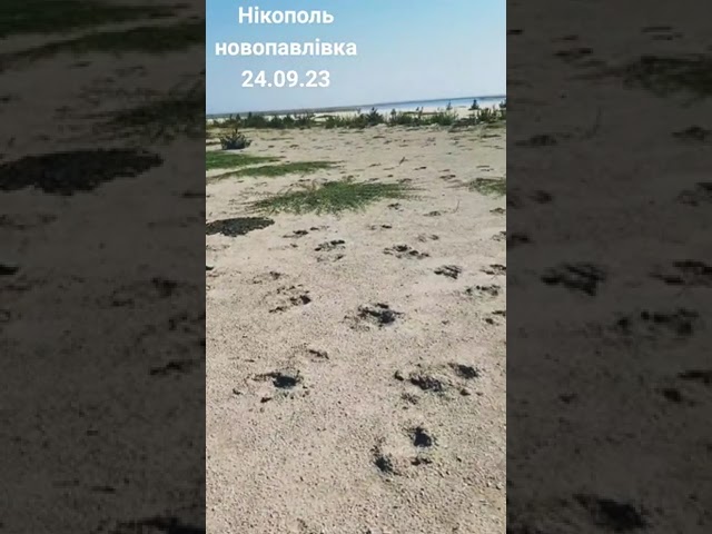«Тут вже пасуть корів і тягають рибу»: мешканець показав дно Каховського водосховища біля Нікополя (відео)