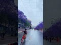 أمطار وأجواء أبها شارع الفن مع أزهار الجاكرندا تصويري
