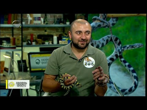 ქვეწარმავლები ქალაქში და მათთან ქცევის წესები