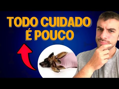 Vídeo: Como ajudar seu cão a recuperar da cirurgia